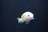 Baby Ranchu  Calico 2.5 Inch (ID#1018R9c-56) Free2Day SHIPPING