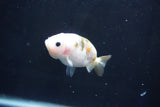 Baby Ranchu  Calico 2.5 Inch (ID#1018R9c-56) Free2Day SHIPPING