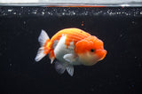 Juvenile Lionchu  Red White 3.5 Inch (ID#415R11b-17) Free2Day SHIPPING
