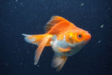 Ryukin Long Tail Red White 5 Inch (ID#1227Ry7b-2) Free2Day SHIPPING