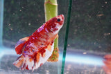 Giant Nemo Koi  Galaxy Plakat Male Betta (ID#801-M603) Free2Day SHIPPING