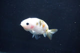 Baby Ranchu  Calico 2.5 Inch (ID#1018R9c-56) Free2Day SHIPPING