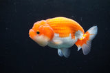 Juvenile Lionchu  Red White 3.5 Inch (ID#415R11b-17) Free2Day SHIPPING