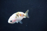 Baby Ranchu  Calico 2.5 Inch (ID#1018R9c-56) Free2Day SHIPPING