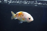 Baby Ranchu  Calico 2.5 Inch (ID#1018R9c-56) Free2Day SHIPPING