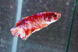 Giant Nemo Koi  Galaxy Plakat Male Betta (ID#801-M603) Free2Day SHIPPING