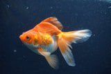 Ryukin Long Tail Red White 5 Inch (ID#1227Ry7b-2) Free2Day SHIPPING