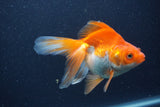 Ryukin Long Tail Red White 5 Inch (ID#1227Ry7b-2) Free2Day SHIPPING