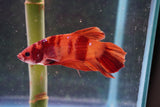 Giant Nemo Koi Galaxy  Plakat Male Betta (ID#801-M604) Free2Day SHIPPING