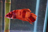 Giant Nemo Koi Galaxy  Plakat Male Betta (ID#801-M604) Free2Day SHIPPING