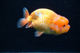 Juvenile Lionchu  Red White 4 Inch (ID#415R11b-18) Free2Day SHIPPING