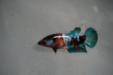 Candy Koi   Plakat Female Betta (ID#801-F123) Free2Day SHIPPING