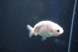 Baby Ranchu  Calico 2.5 Inch (ID#1018R9c-57) Free2Day SHIPPING