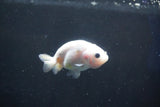 Baby Ranchu  Calico 2.5 Inch (ID#1018R9c-57) Free2Day SHIPPING