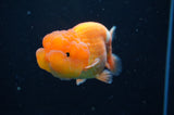 Juvenile Lionchu  Red White 4 Inch (ID#415R11b-18) Free2Day SHIPPING