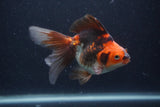 Ryukin Long Tail Tricolor 5 Inch (ID#1227Ry7b-3) Free2Day SHIPPING