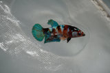 Candy Koi   Plakat Female Betta (ID#801-F123) Free2Day SHIPPING