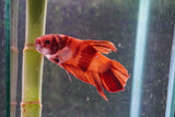 Giant Nemo Koi Galaxy  Plakat Male Betta (ID#801-M604) Free2Day SHIPPING