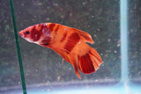 Giant Nemo Koi Galaxy  Plakat Male Betta (ID#801-M604) Free2Day SHIPPING