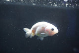 Baby Ranchu  Calico 2.5 Inch (ID#1018R9c-57) Free2Day SHIPPING