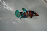 Candy Koi   Plakat Female Betta (ID#801-F123) Free2Day SHIPPING