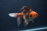 Ryukin Long Tail Tricolor 5 Inch (ID#1227Ry7b-3) Free2Day SHIPPING