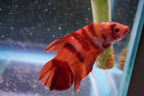 Giant Nemo Koi Galaxy  Plakat Male Betta (ID#801-M604) Free2Day SHIPPING