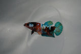 Candy Koi   Plakat Female Betta (ID#801-F123) Free2Day SHIPPING