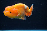 Juvenile Lionchu  Red White 4 Inch (ID#415R11b-18) Free2Day SHIPPING