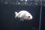 Baby Ranchu  Calico 2.5 Inch (ID#1018R9c-57) Free2Day SHIPPING