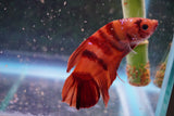 Giant Nemo Koi Galaxy  Plakat Male Betta (ID#801-M604) Free2Day SHIPPING