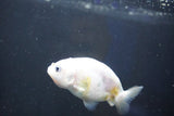 Baby Ranchu  Calico 2.5 Inch (ID#1018R9c-57) Free2Day SHIPPING