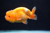 Juvenile Lionchu  Red White 4 Inch (ID#415R11b-18) Free2Day SHIPPING