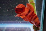 Giant Nemo Koi Galaxy  Plakat Male Betta (ID#801-M604) Free2Day SHIPPING