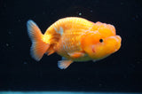 Juvenile Lionchu  Red White 4 Inch (ID#415R11b-18) Free2Day SHIPPING