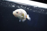 Baby Ranchu  Calico 2.5 Inch (ID#1018R9c-57) Free2Day SHIPPING