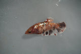 Koi Galaxy  Plakat Female Betta (ID#801-F124) Free2Day SHIPPING