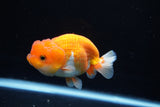 Juvenile Lionchu  Red White 4 Inch (ID#1220R11b-7) Free2Day SHIPPING