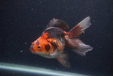 Ryukin Long Tail Tricolor 5 Inch (ID#1227Ry7b-3) Free2Day SHIPPING