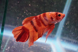 Giant Nemo Koi Galaxy  Plakat Male Betta (ID#801-M604) Free2Day SHIPPING