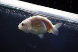 Baby Ranchu  Calico 2.5 Inch (ID#1018R9c-57) Free2Day SHIPPING