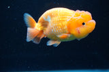 Juvenile Lionchu  Red White 4 Inch (ID#415R11b-18) Free2Day SHIPPING