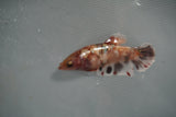 Koi Galaxy  Plakat Female Betta (ID#801-F124) Free2Day SHIPPING