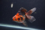 Ryukin Long Tail Tricolor 5 Inch (ID#1227Ry7b-3) Free2Day SHIPPING