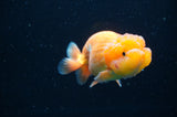 Juvenile Lionchu  Red White 4 Inch (ID#415R11b-18) Free2Day SHIPPING