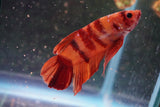 Giant Nemo Koi Galaxy  Plakat Male Betta (ID#801-M604) Free2Day SHIPPING