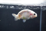 Baby Ranchu  Calico 2.5 Inch (ID#1018R9c-57) Free2Day SHIPPING