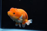 Juvenile Lionchu  Red White 4 Inch (ID#1220R11b-7) Free2Day SHIPPING