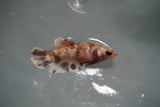 Koi Galaxy  Plakat Female Betta (ID#801-F124) Free2Day SHIPPING