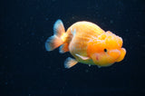 Juvenile Lionchu  Red White 4 Inch (ID#415R11b-18) Free2Day SHIPPING